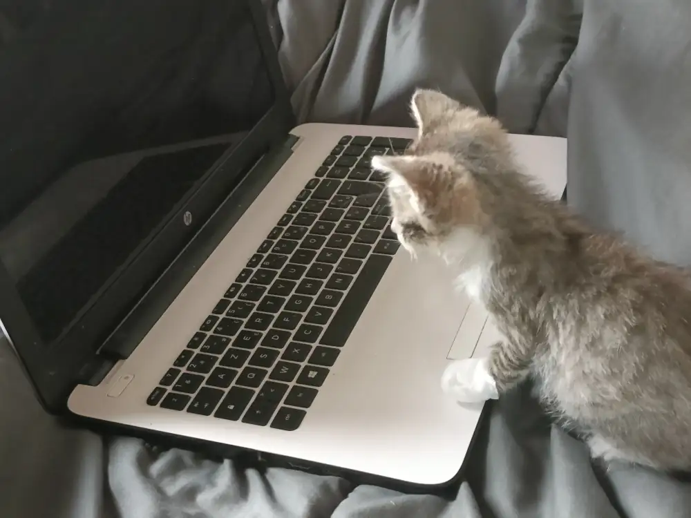 le petit chat regarde l'ordinateur