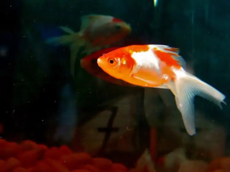 Le poisson rouge divague dans son aquarium.